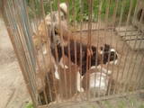 Собаки, щенки Восточно-Сибирская лайка, цена 2500 Грн., Фото