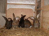 Животноводство Кролиководство, цена 750 Грн., Фото
