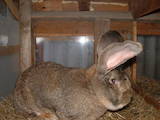 Животноводство Кролиководство, цена 750 Грн., Фото