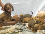 Собаки, щенята Гладкошерста такса, ціна 750 Грн., Фото