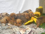 Собаки, щенята Гладкошерста такса, ціна 750 Грн., Фото