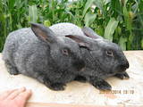 Животноводство,  Сельхоз животные Кролики, Нутрии, цена 90 Грн., Фото