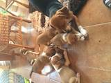 Собаки, щенки Бигль, цена 2600 Грн., Фото