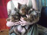 Собаки, щенки Йоркширский терьер, цена 4000 Грн., Фото