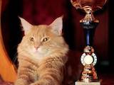 Кішки, кошенята Мейн-кун, ціна 5000 Грн., Фото
