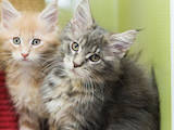 Кішки, кошенята Мейн-кун, ціна 5000 Грн., Фото