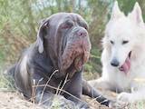 Собаки, щенята Мастіно неаполетано, ціна 56000 Грн., Фото