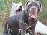 Собаки, щенки Мастино неаполетано, цена 56000 Грн., Фото