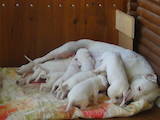 Собаки, щенки Аргентинский дог, цена 20000 Грн., Фото