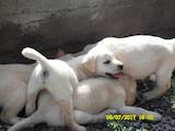 Собаки, щенята Лабрадор ретрівер, ціна 2300 Грн., Фото