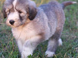 Собаки, щенята Південноросійська вівчарка, ціна 4000 Грн., Фото