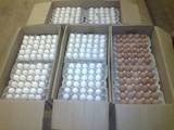 Продовольство Яйця, ціна 7.60 Грн., Фото
