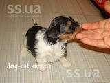 Собаки, щенки Йоркширский терьер, цена 28000 Грн., Фото