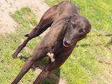 Собаки, щенята Грейхаунд, ціна 1500 Грн., Фото
