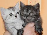 Кішки, кошенята Британська короткошерста, ціна 500 Грн., Фото