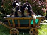Собаки, щенки Бернская горная собака, цена 21000 Грн., Фото
