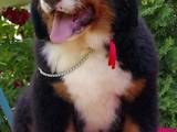 Собаки, щенята Гірський собака Берна, ціна 21000 Грн., Фото