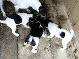Собаки, щенки Гладкошерстный фокстерьер, цена 1400 Грн., Фото