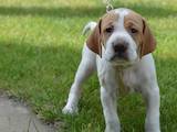 Собаки, щенята Англійський пойнтер, ціна 5500 Грн., Фото