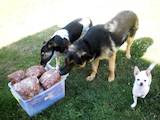 Собаки, щенки Корм, цена 16 Грн., Фото