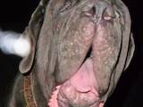 Собаки, щенята Мастіно неаполетано, ціна 25000 Грн., Фото