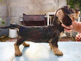 Собаки, щенята Жорсткошерста такса, ціна 3500 Грн., Фото