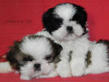 Собаки, щенки Ши-тцу, цена 5500 Грн., Фото