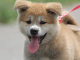 Собаки, щенки Акита-ину, цена 12000 Грн., Фото