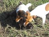 Собаки, щенята Гладкошерста фокстер'єр, ціна 800 Грн., Фото