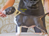 Собаки, щенята Бультер'єр, ціна 27000 Грн., Фото