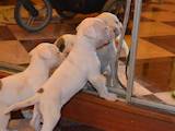 Собаки, щенята Американський бульдог, ціна 7000 Грн., Фото