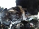 Собаки, щенята Східно-Європейська вівчарка, ціна 6000 Грн., Фото