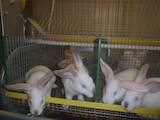 Животноводство Кролиководство, цена 70 Грн., Фото