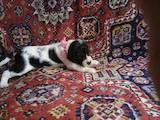 Собаки, щенки Английский пойнтер, цена 5500 Грн., Фото