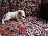 Собаки, щенки Английский пойнтер, цена 5500 Грн., Фото