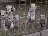Собаки, щенки Американский бульдог, цена 7000 Грн., Фото