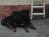 Собаки, щенята Ротвейлер, ціна 2500 Грн., Фото