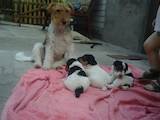 Собаки, щенята Жорсткошерстий фокстер'єр, ціна 2000 Грн., Фото