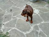 Собаки, щенята Доберман, ціна 2200 Грн., Фото