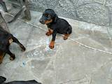 Собаки, щенята Доберман, ціна 2200 Грн., Фото