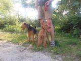 Собаки, щенята Вельштер'єр, ціна 7500 Грн., Фото
