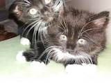 Кішки, кошенята Highland Fold, ціна 5 Грн., Фото