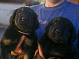 Собаки, щенята Ховаварт, ціна 26000 Грн., Фото
