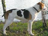 Собаки, щенята Російський хорт, ціна 3100 Грн., Фото