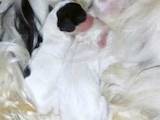 Собаки, щенята Американський коккер, ціна 2800 Грн., Фото