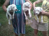 Собаки, щенки Аргентинский дог, цена 6500 Грн., Фото