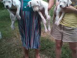 Собаки, щенята Аргентинський дог, ціна 6500 Грн., Фото