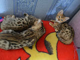 Кішки, кошенята Бенгальськая, ціна 10000 Грн., Фото