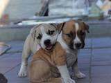 Собаки, щенята Американський стаффордширський тер'єр, ціна 16000 Грн., Фото