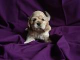 Собаки, щенята Американський коккер, ціна 3500 Грн., Фото